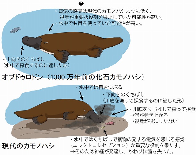 三重大ｒナビ 三重大学の研究最前線 カモノハシの祖先はカモノハシと異なる生活をしていた 化石標本の再調査から1300万年の 間に起きた進化を解明