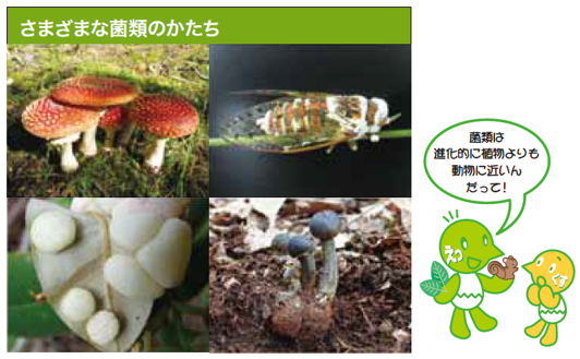 さまざまな菌類の写真