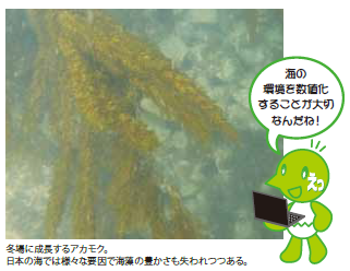 冬場に成長するアカモク