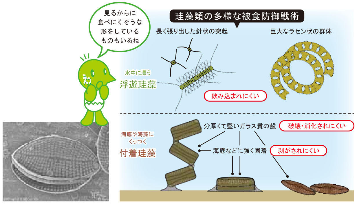 海の生態系を支える多様な珪藻（けいそう）