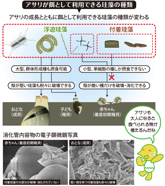 海の中のアサリはどんな珪藻を食べているのか？