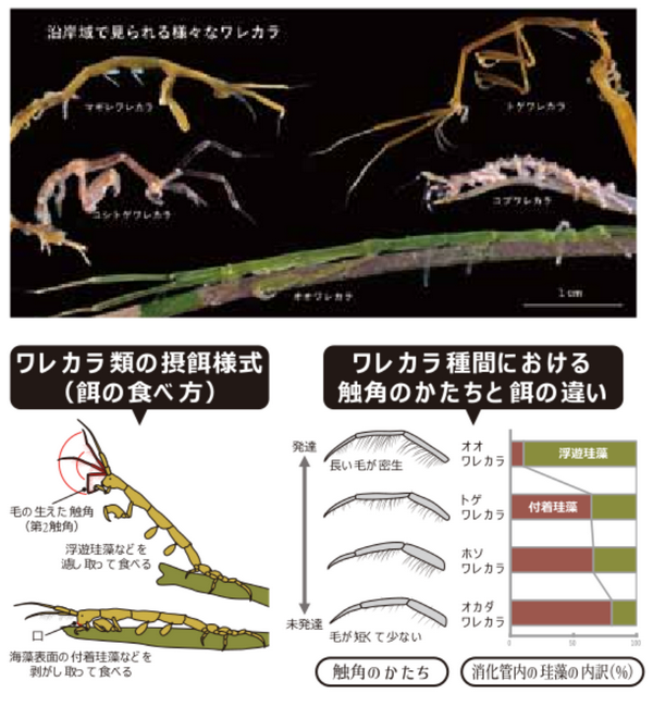 ワレカラ類の摂餌戦略