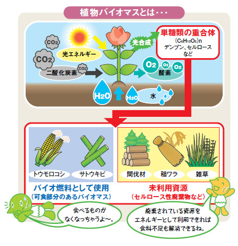 説明図:植物バイオマスとは・・・