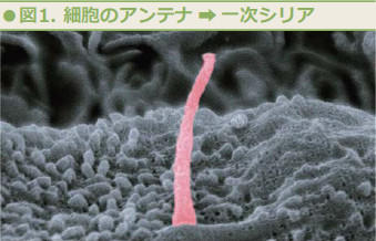 図1.細胞のアンテナ→一次シリア