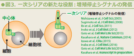 図3.一次シリアの新たな役割：増殖停止シグナルの発信