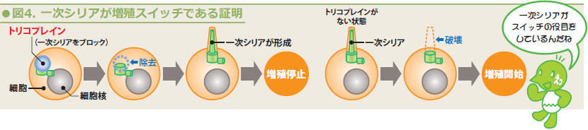 図4.一次シリアが増殖スイッチである証明