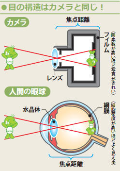 図：目の構造はカメラと同じ