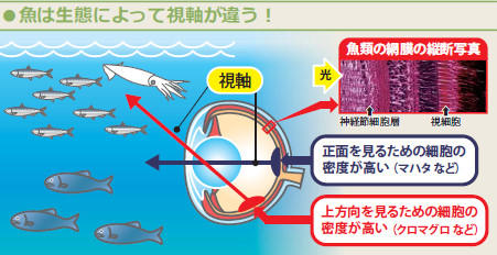 図：魚は生態によって視軸が違う