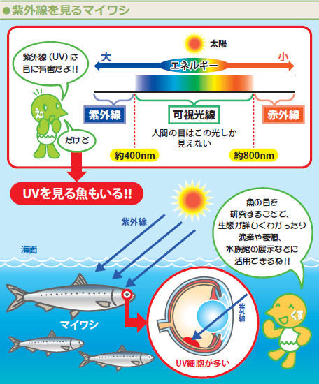 図：紫外線を見るマイワシ