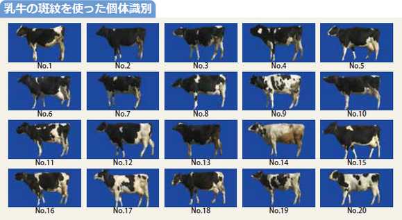 図：乳牛の斑紋を使った個体識別