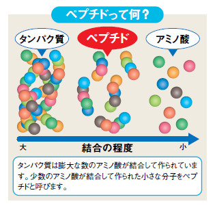 説明図:ペプチドって何?