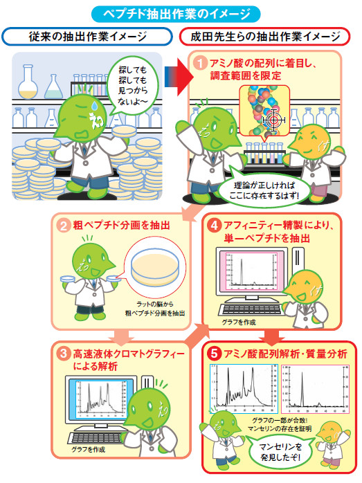 説明図:ペプチド抽出作業のイメージ