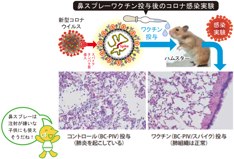 鼻スプレーワクチンで新型コロナウイルス感染を防御