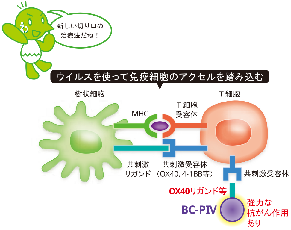 免疫を活性化し、がん細胞を根絶