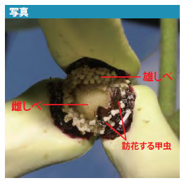 写真:訪花する甲虫