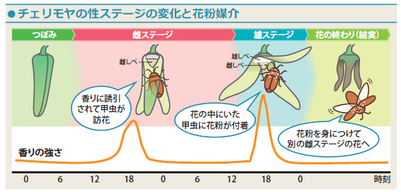 説明図:チェリモヤの性ステージの変化と花粉媒体