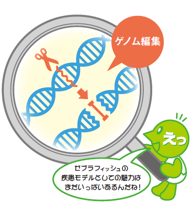 図：ゲノム編集