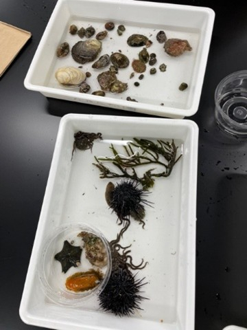 磯採集生物