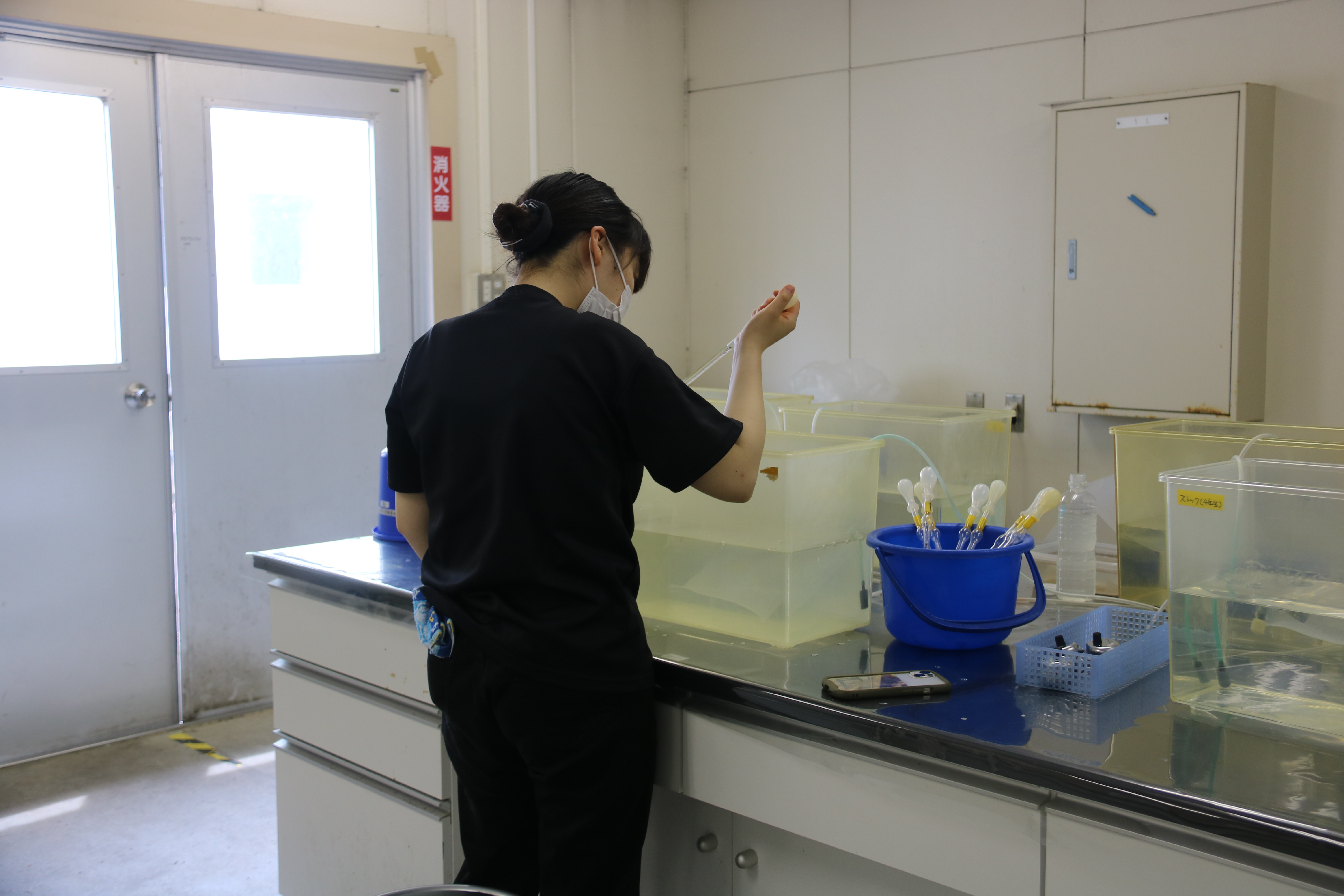 稚魚の数を数える学生