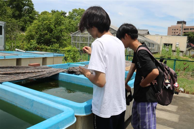 実習で育てた金魚に餌をやる学生2人