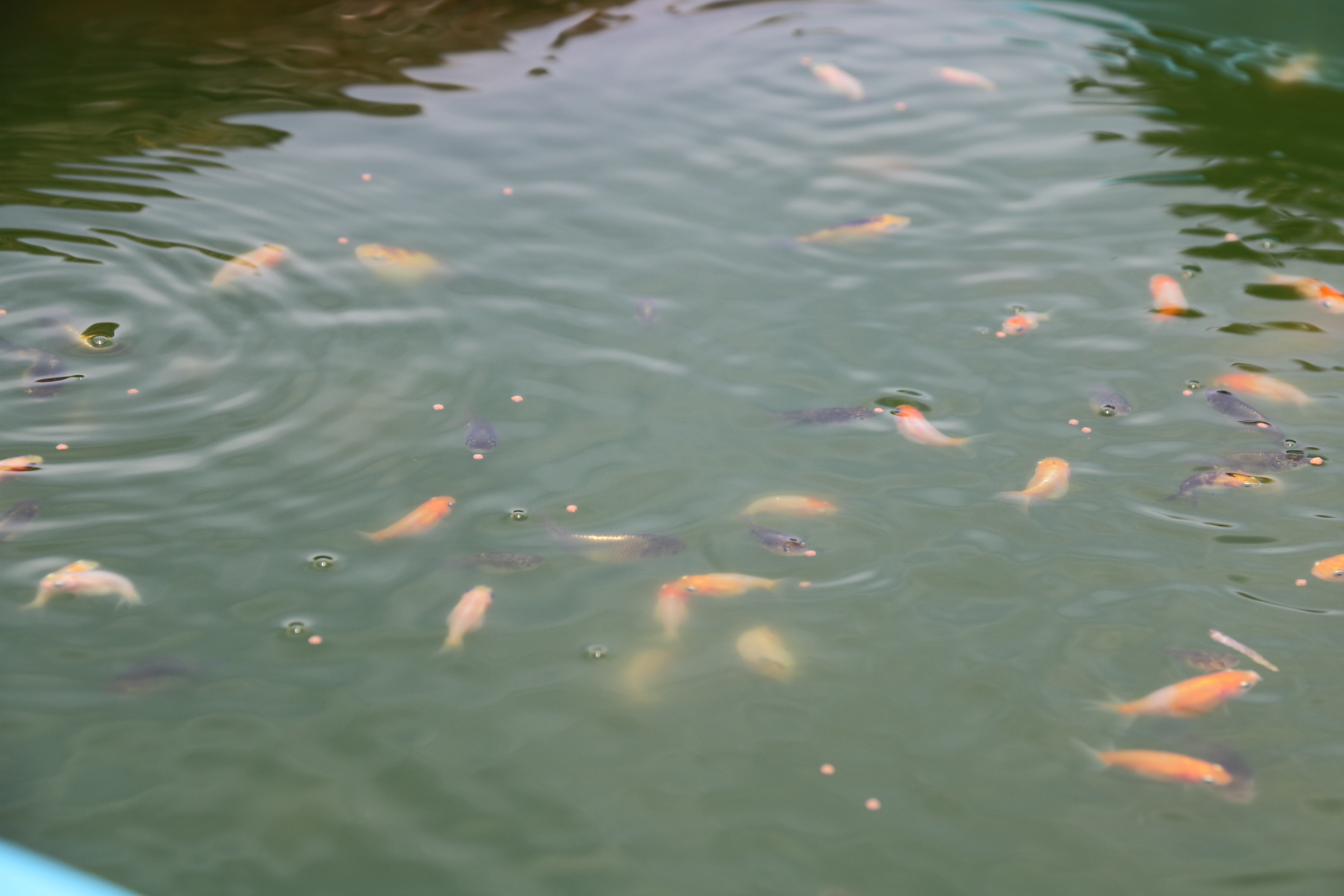 魚類種苗生産学実習で育てられた金魚