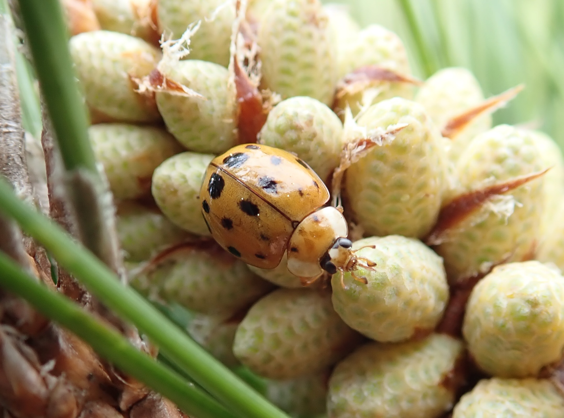 クリサキテントウ