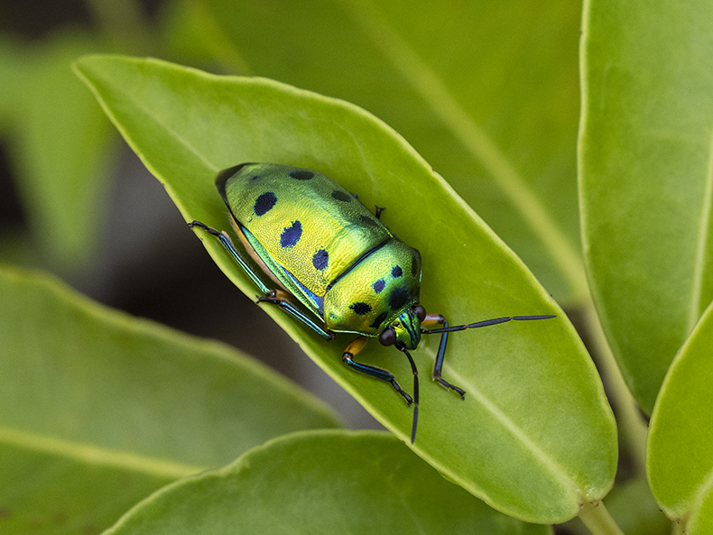 ハラアカナナホシキンカメムシ