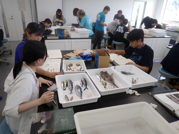 魚の同定（中） (1)