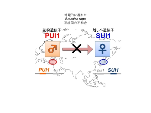 図：一側性不和合性