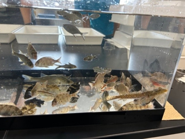水槽の魚