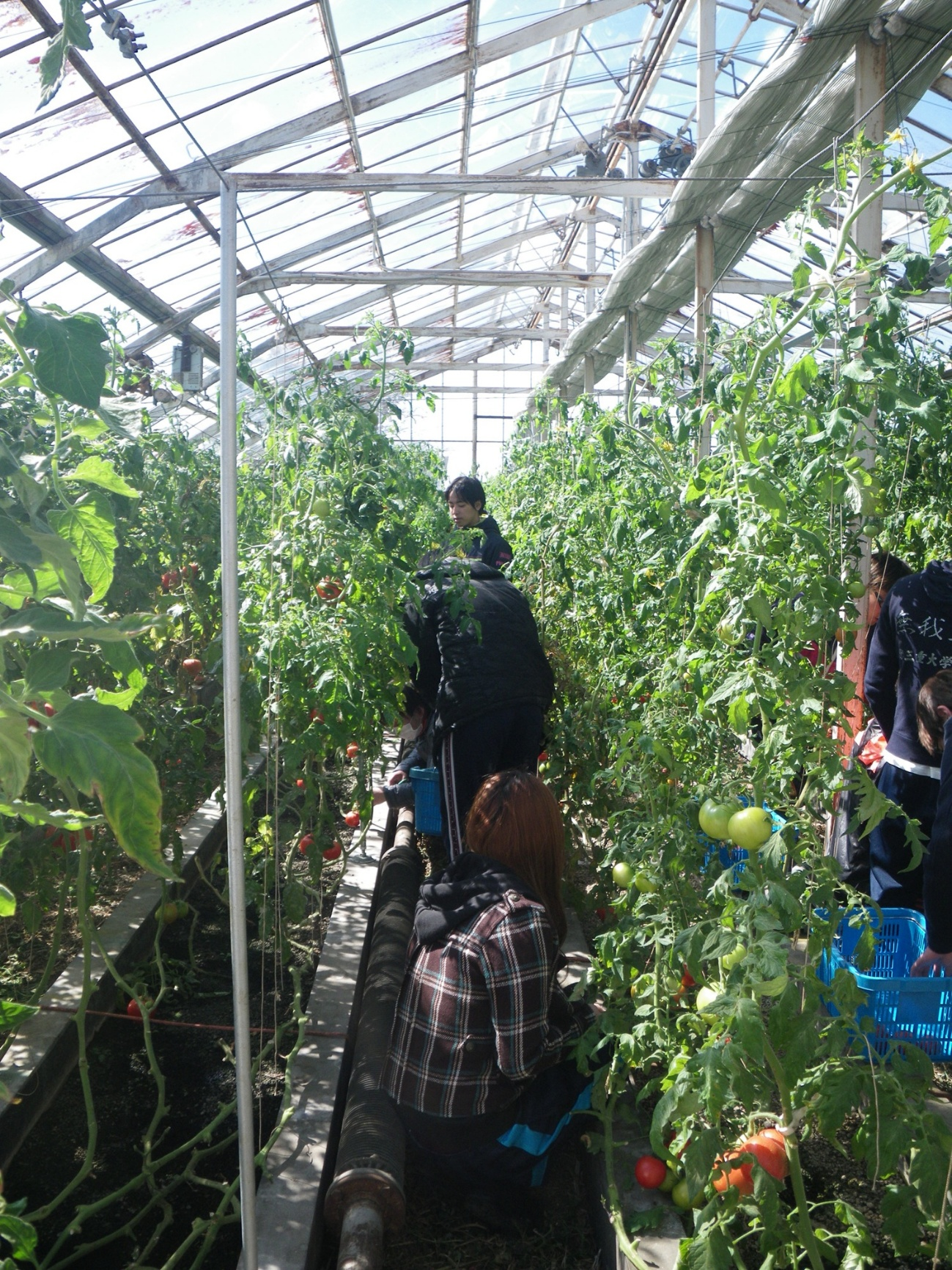 fscトマトの施設栽培