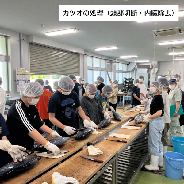 カツオの処理（頭部切断・内臓除去）