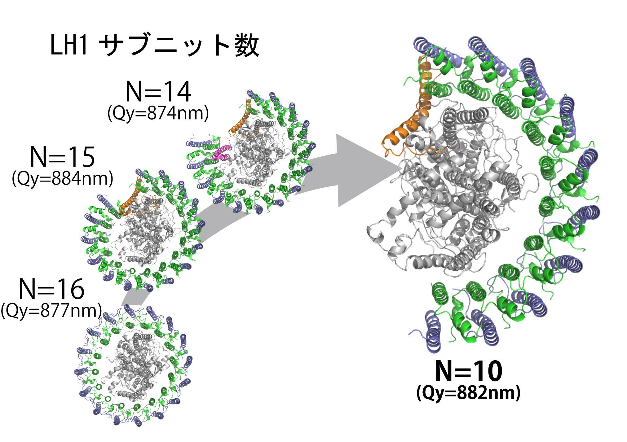 極小サイズで卓越した光合成効率を実現するタンパク質進化_図1.jpg