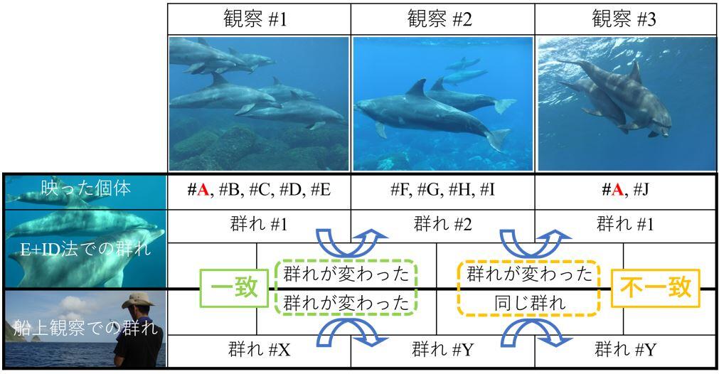 船上観察と水中観察の群れの変化による比較の例