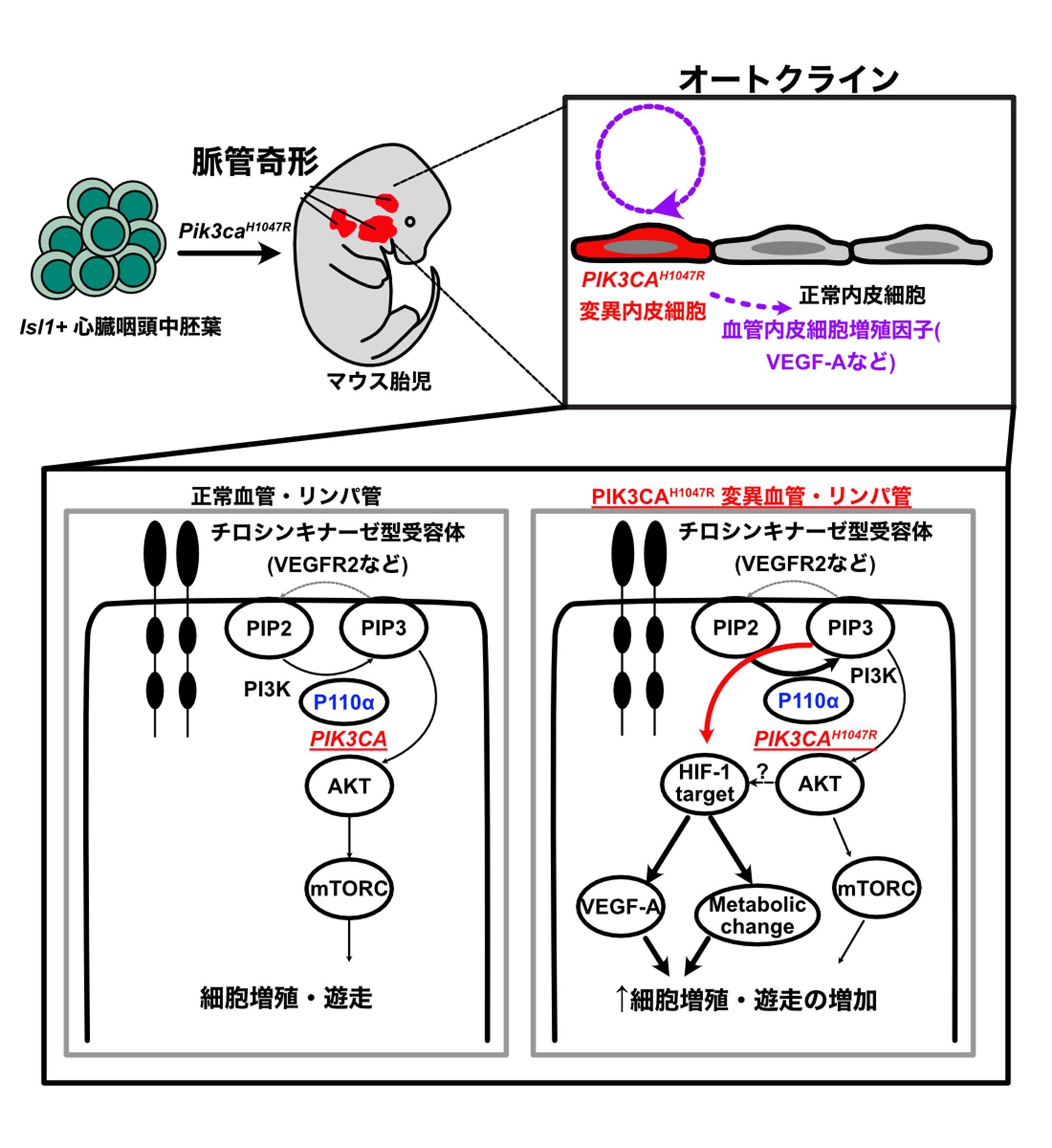 難治性脈管奇形の発生機序の解明_画像.jpg