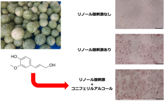 乾燥の季節に負けない肌へ、スイカの力 〜皮膚のバリア機能を助け、乾燥対策に新たな可能性を示す研究成果〜