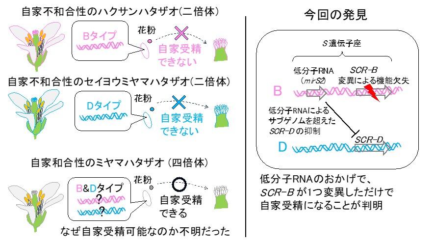 左：倍数体の自家受精の進化の謎。種間交雑に由来する倍数体種では、自家受精を防ぐ鍵と鍵穴のシステムも倍加するので、自家受精に進化する確率はより低くなると考えられていた。右：今回、低分子RNAが片親ゲノム上のSCR-D遺伝子の発現を抑えていることがわかり、SCR-B遺伝子にだけ変異が生じれば自家受精が可能になることを明らかにした。