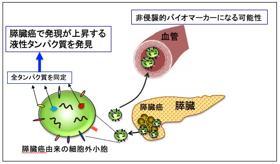 江口先生膵臓癌由来の液性タンパク質の同定に成功