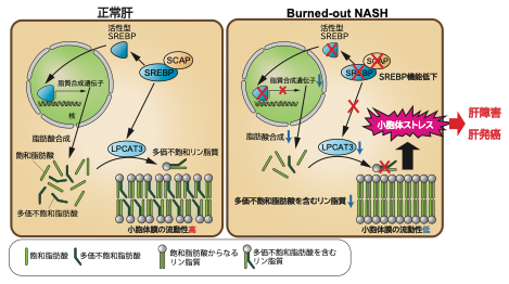 進行した非アルコール性脂肪肝炎の病態の一端を解明 図