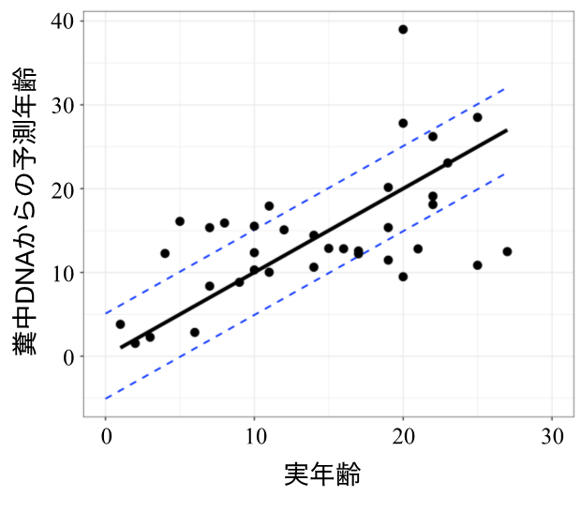 図_実年齢と糞中のDNAから推定された年齢の関係。青の波線は平均誤差を示す