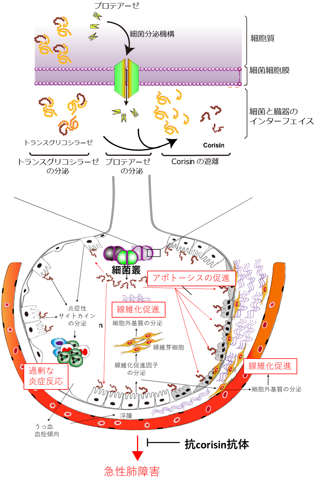 急性肺障害を引き起こす新たなメカニズムを解明　図