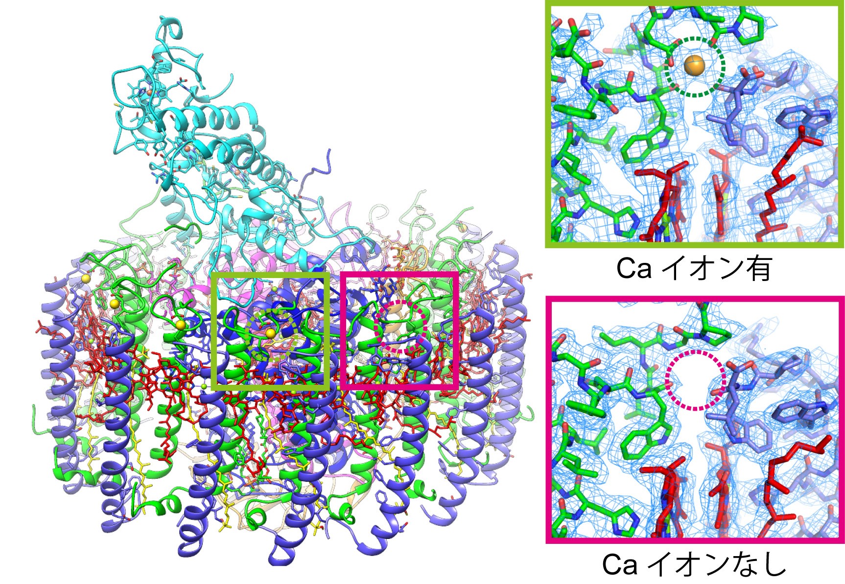 コア光捕集反応中心複合体（左）とCaイオン有無の様子（右）