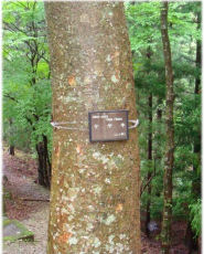 forest4.jpg
