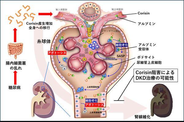 Research Illustrations