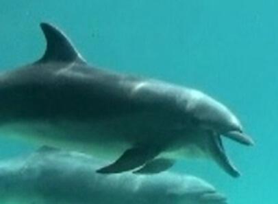 Photo of dolphin