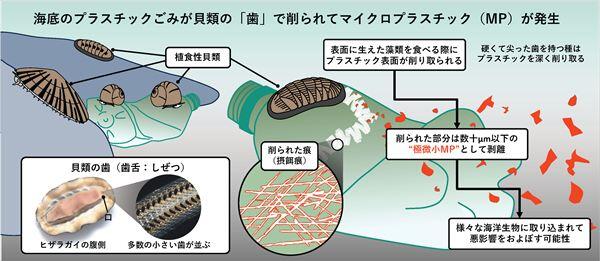 本研究の概略と結論