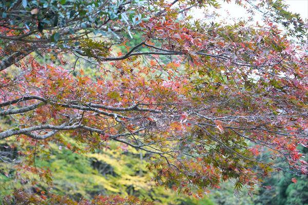 紅葉