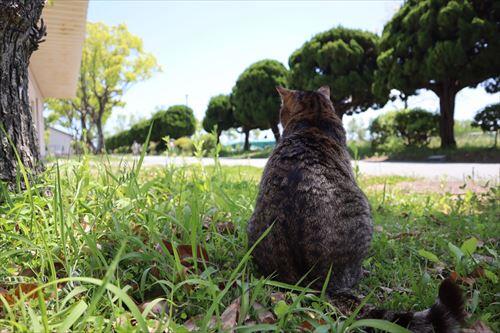 青空とネコ