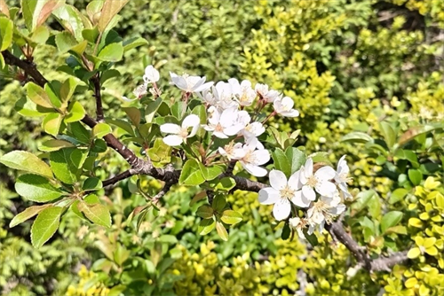 ズミの花