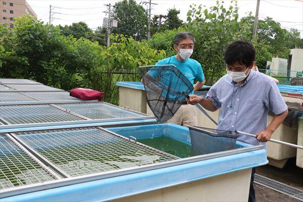 三重大メダカを池へ移動させる様子